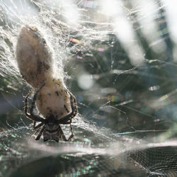 Close-up of spider on web