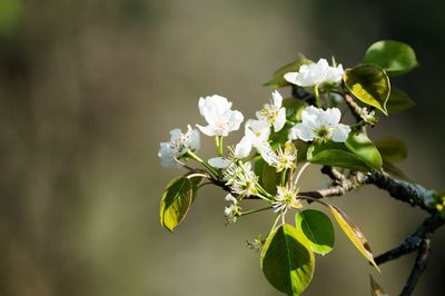 Close-up of fresh white flowers on branch