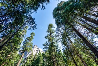 Low angle view of trees against sky