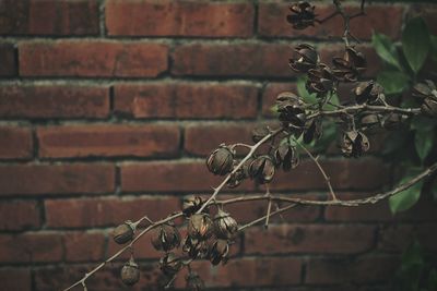 Close-up of plant against brick wall