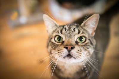 Close-up of tabby cat