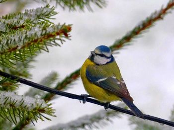 Close-up of bird perching on tree