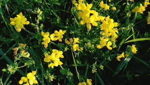 High angle view of yellow flowering plants on field