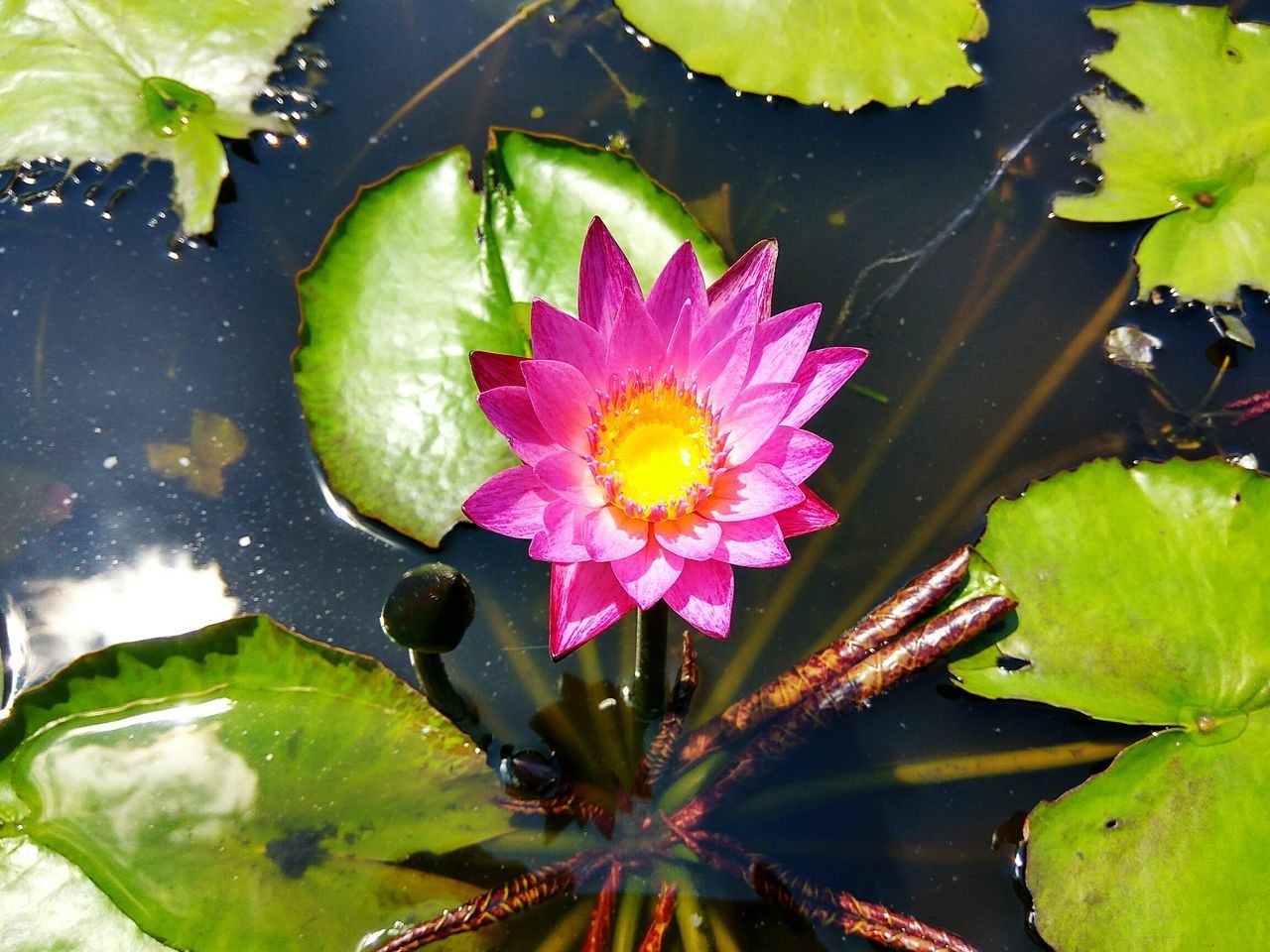PINK WATER LILY IN POND