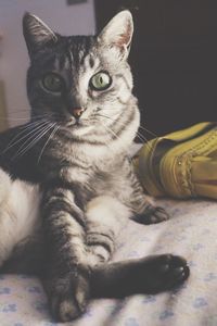 Close-up portrait of cat sitting