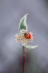 Close-up of ladybug on flower