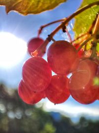 Low angle view of fruits on tree against sky