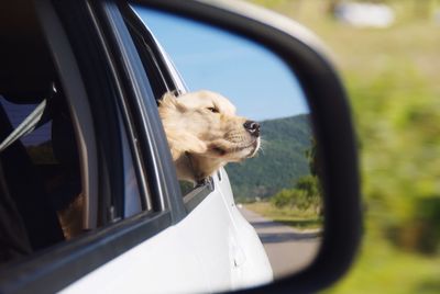 Dog looking through car window