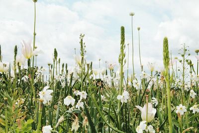 Flowering plants on field