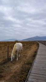 View of horse on field against sky