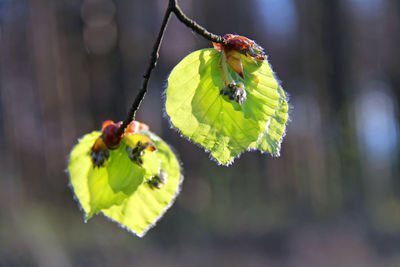 Spring green in the beech forest