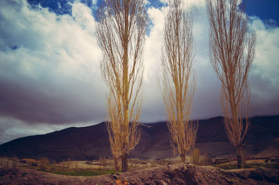 Plants growing on field against sky