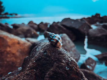 Close-up of lizard on rock