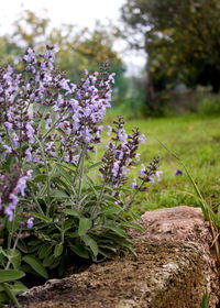 Close-up of purple flowers