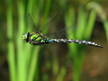 Close-up of dragonfly on plant
