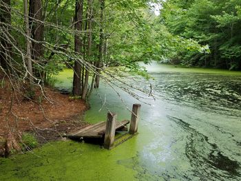 Scenic view of river in forest