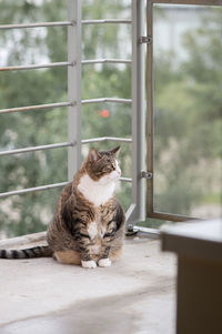 Cat sitting outdoors on balcony