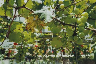 Low angle view of fruits growing on tree