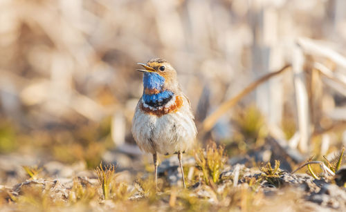 Close-up of a bird perching on a field