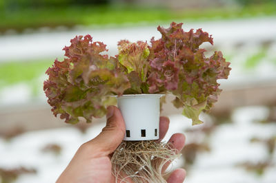 Close-up of hand holding flower