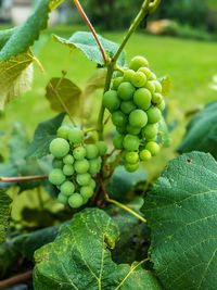 Close-up of grapes growing on vine