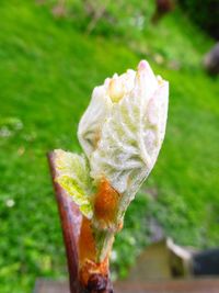 Close-up of fresh green leaf