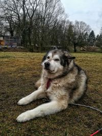 Dog sitting on field against sky