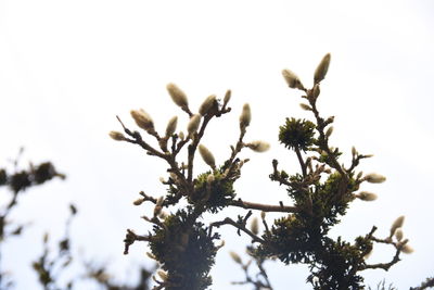 Low angle view of flowering plant against clear sky