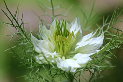 Close-up of white flowering plant