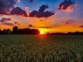 Scenic view of field against sky during sunset