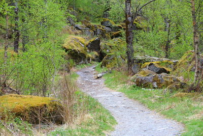 Footpath in a forest