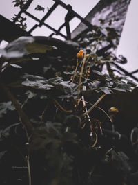 Low angle view of plant against window