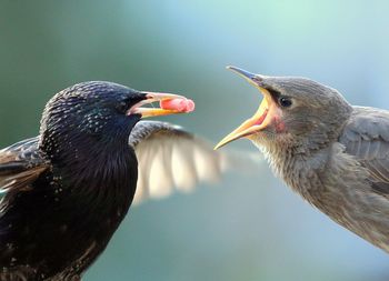 Close-up of starlings with food in beak