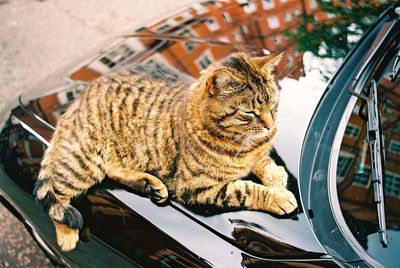 High angle view of brown cat relaxing on black car