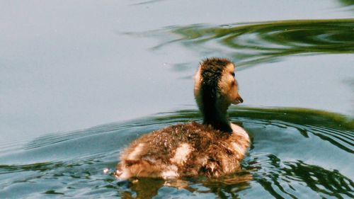 Duck swimming in a lake