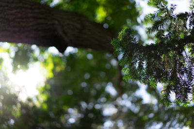 Close-up low angle view of tree