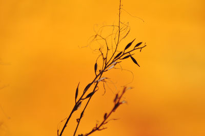 Low angle view of plant against orange sky