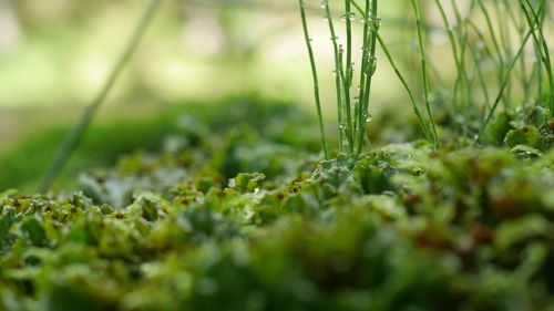 Close-up of grass growing in field