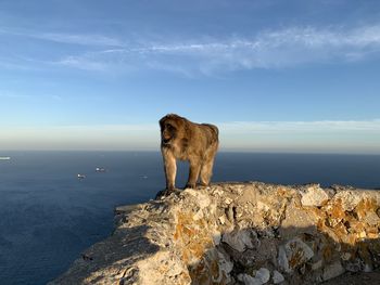 View of animal on rock by sea against sky