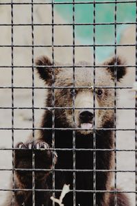 Portrait of sheep in cage at zoo