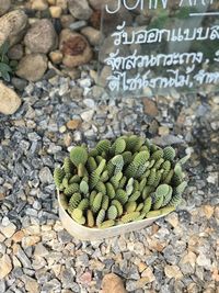 High angle view of succulent plant on pebbles