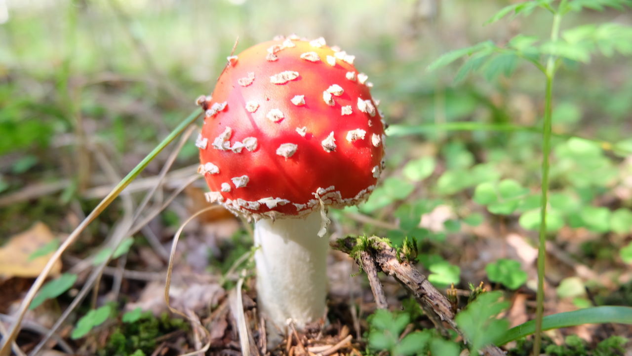 CLOSE-UP OF FLY AGARIC MUSHROOM