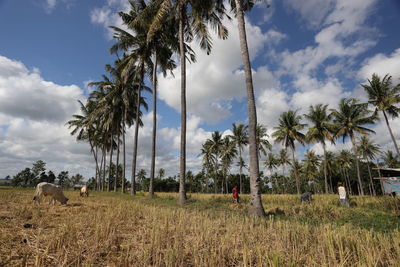 Panoramic view of palm trees on field against sky