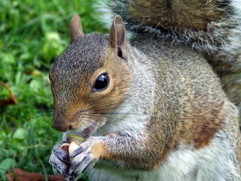 Close-up of squirrel eating nuts