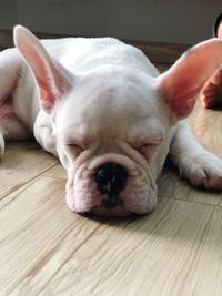 Close-up of a dog sleeping