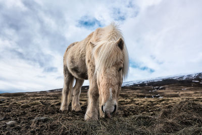 Horse standing on field