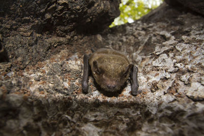 Close-up of lizard on rock