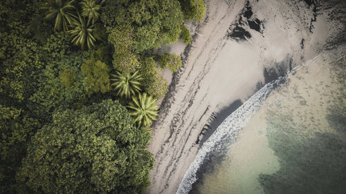 High angle view of palm trees on beach. cocos island on costa rica, pacific ocean. isolated beach