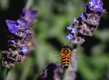 Close-up of bee pollinating on purple flower