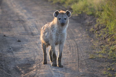 Portrait of hyena standing on dirt road